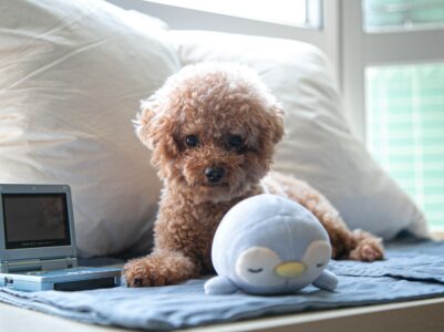 Pampered Paws: Essential Grooming Gift Ideas for Cats and Dogs